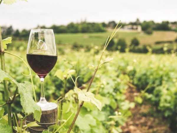 Murcia a través de sus vinos: una ruta por las bodegas de la región