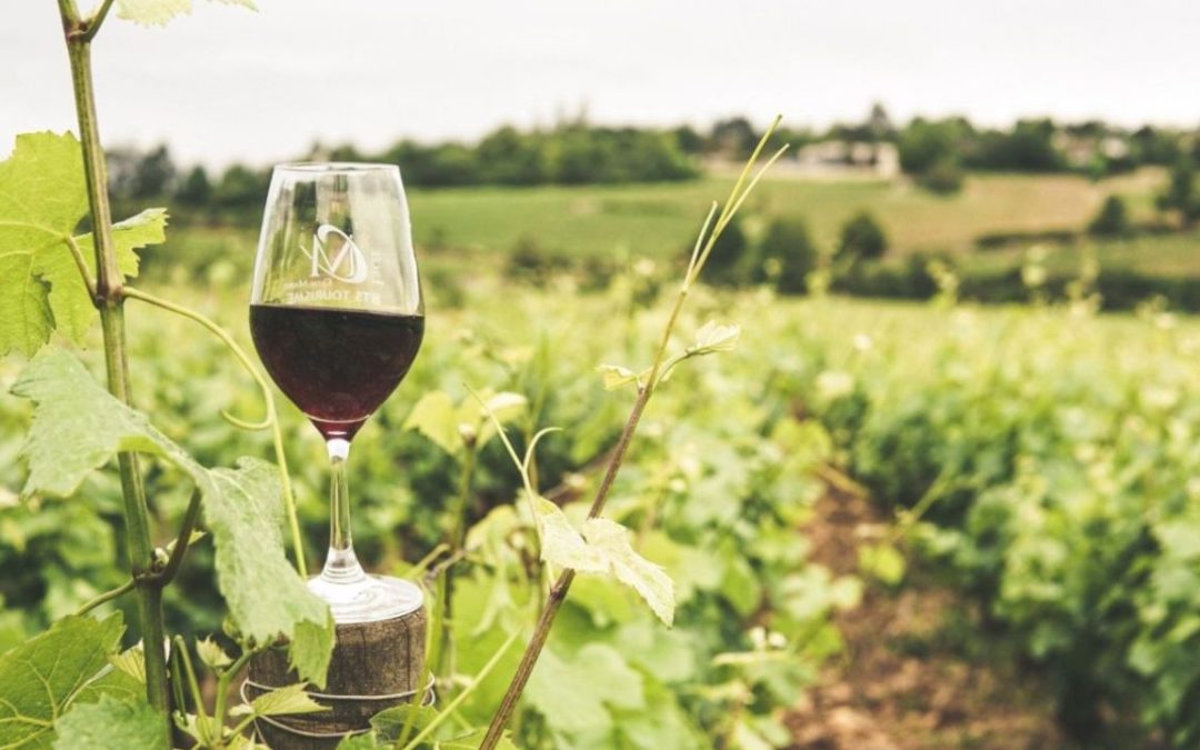 Murcia a través de sus vinos: una ruta por las bodegas de la región